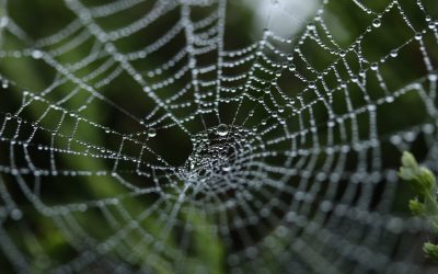 Ep004: Connected