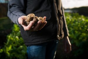 choose your grooves podcast potato