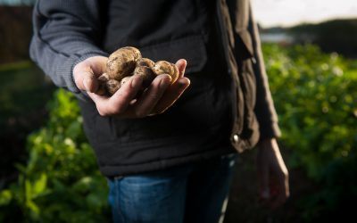 Ep017: Potato