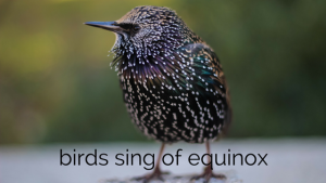 choose your grooves Ep039 Equinox Birdsong