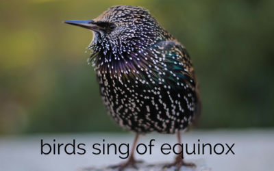 Ep 039 Equinox birdsong