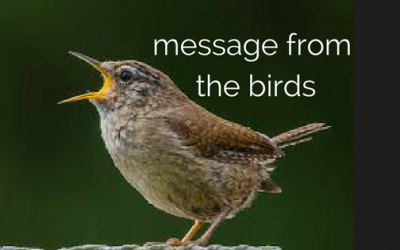 Ep038 Message from the Birds