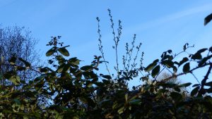 lesson from the brambles choose your grooves