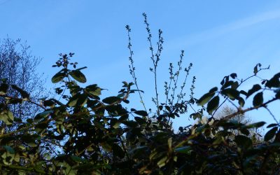 Ep060 Lessons from the Brambles