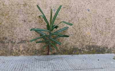 Ep70: Concrete lifted by Tiny Plants!