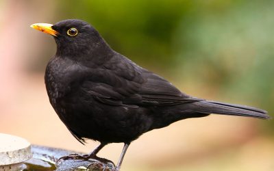 Ep 93 Blackbird: stunning first sound of today