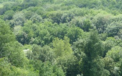 Ep 85 The Natural Laws
