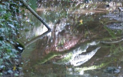 EP 142 Beloved Nature Sounds