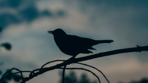 blackbird know you are earth