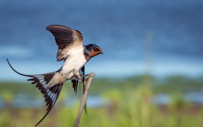 Ep 99 Have you ever wished you were a bird?