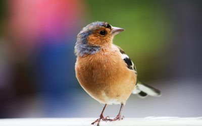 Ep 92 Who is Your Birdfriend?