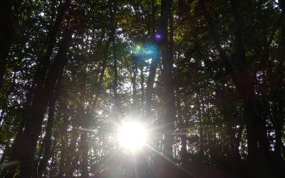 Ep 108 The Forest Sounds