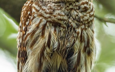 Ep 107 OWLS!
