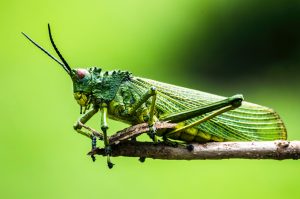 grasshopper choose your grooves