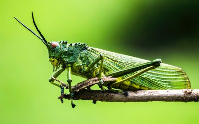 Ep 120 Grasshopper