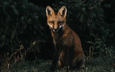 EP 125 Fox tiptoes in the hour before the dawn