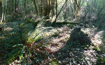 EP 133 The Protection of the Forest