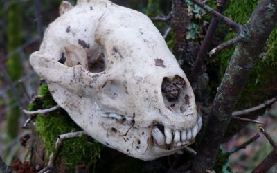 EP 141 Badger in the Blackthorn