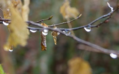 EP 145 Forest Rain
