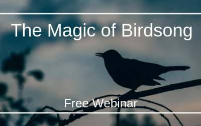 The Magic of Birdsong Webinar